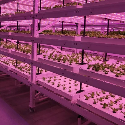 Automated Soilless Cultivation